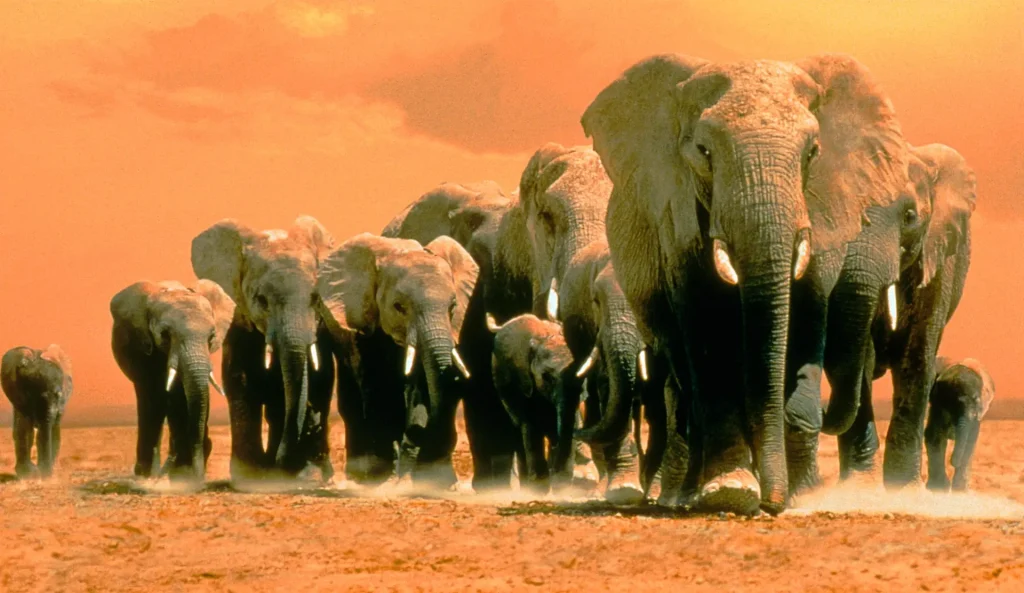 Africa’s Elephant Kingdom (1998) Africa’s-Elephant-Kingdom-(1998)