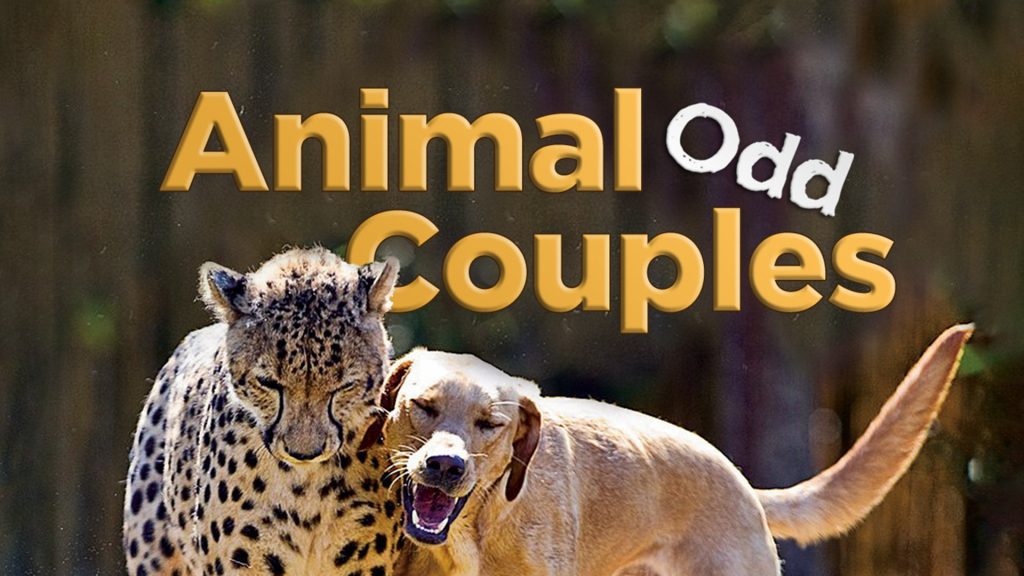 Animal Odd Couples (2013) Animal-Odd-Couples-(2013)